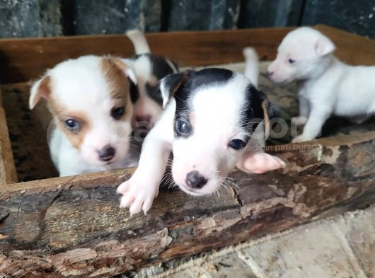 Jack Russell Yavru görsel