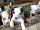 Jack Russell Yavru