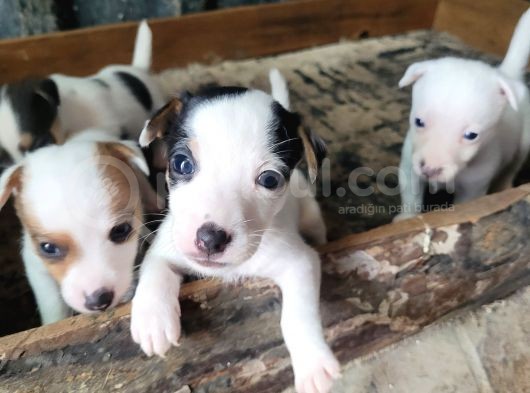 Jack Russell Yavru