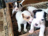 Jack Russell Yavru