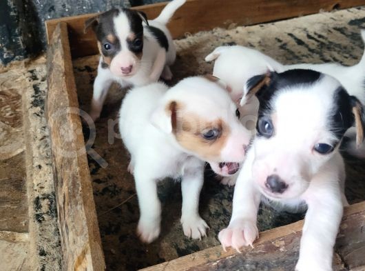 Jack Russell Yavru görsel