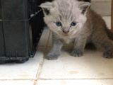 Scottish Fold Yavru — British Shorthair Yavru