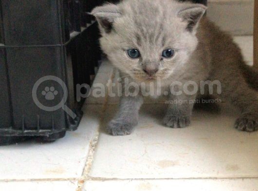 Scottish Fold Yavru — British Shorthair Yavru görsel