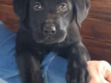 Scr Belgeli Irk Garantili Sevimli Labradorlarımız