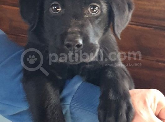 Scr Belgeli Irk Garantili Sevimli Labradorlarımız görsel