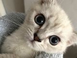 British Yavru Kedi 5 Aylık, Aşıları Tam