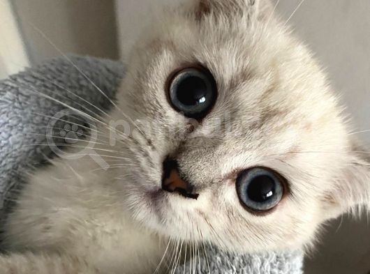 British Yavru Kedi 5 Aylık, Aşıları Tam görsel