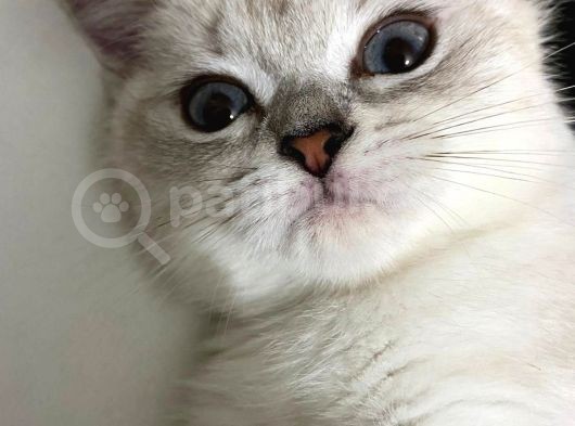 British Yavru Kedi 5 Aylık, Aşıları Tam görsel