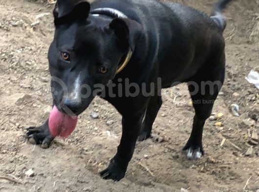 Amerikan Staff Ve Pitbul Mixi görsel