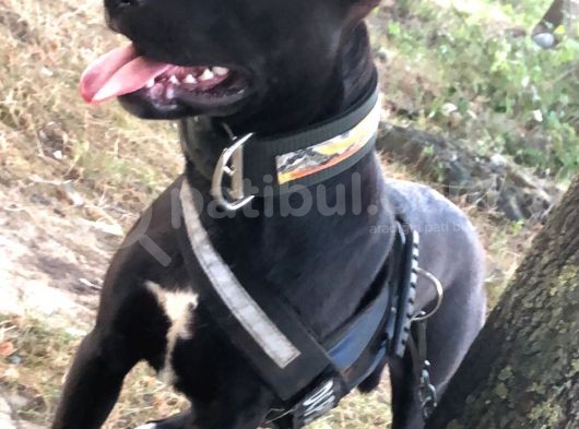 Amerikan Staff Ve Pitbul Mixi görsel