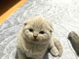 Scottish Fold Yavru — British Shorthair Yavru