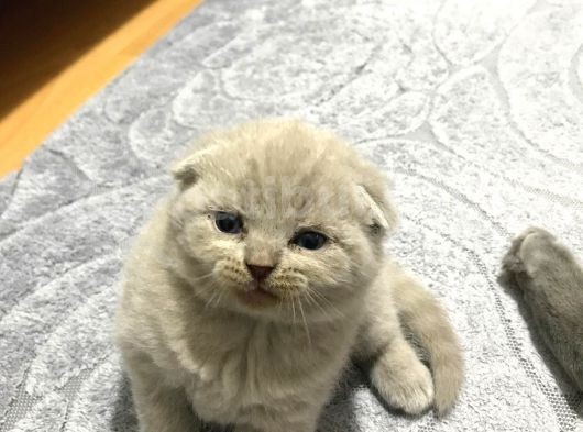 Scottish Fold Yavru — British Shorthair Yavru