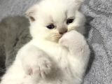 British Shorthair Scottishfold Yavrular