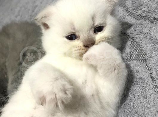 British Shorthair Scottishfold Yavrular görsel