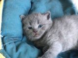 British Shorthair Scottishfold Yavrular