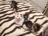 1Buçuk Aylık Yavru Kediler