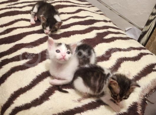 1Buçuk Aylık Yavru Kediler görsel