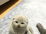 British Shorthair Scottishfold Yavrular