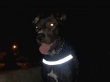 Amerikan Staff Ve Pitbul Mixi