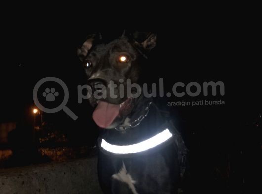 Amerikan Staff Ve Pitbul Mixi görsel