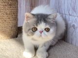 Egzotik Shorthair