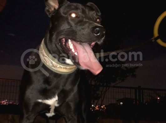 Amerikan Staff Ve Pitbul Mixi