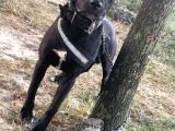 Amerikan Staff Ve Pitbul Mixi