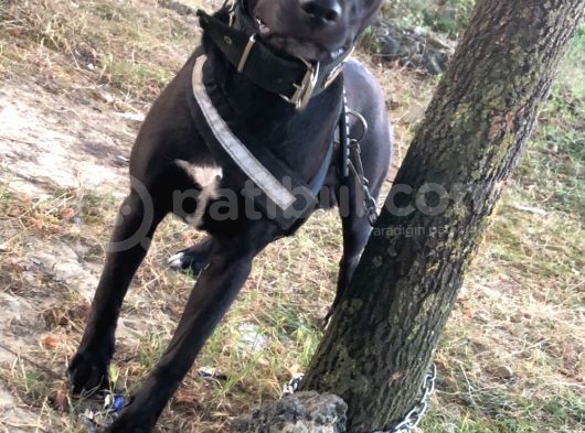Amerikan Staff Ve Pitbul Mixi görsel