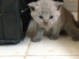 British Shorthair Scottishfold Yavrular