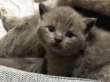 British Shorthair Scottishfold Yavrular