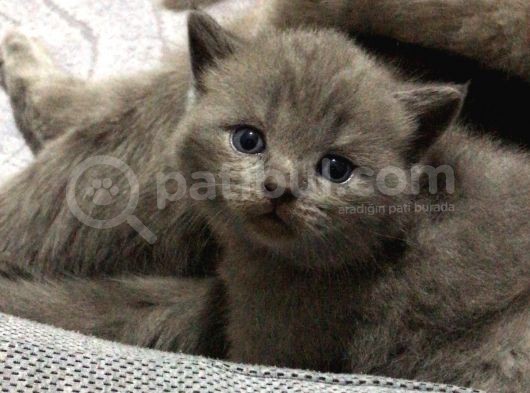 British Shorthair Scottishfold Yavrular görsel