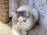 Egzotik Shorthair