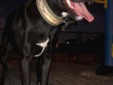 Amerikan Staff Ve Pitbul Mixi