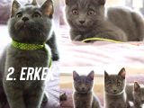 Scottish Erkek Yavrular 2,5 Aylık
