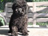 Siyah Toy Poodle