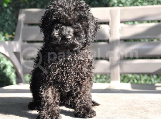 Siyah Toy Poodle