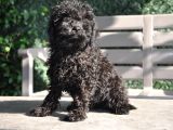 Siyah Toy Poodle