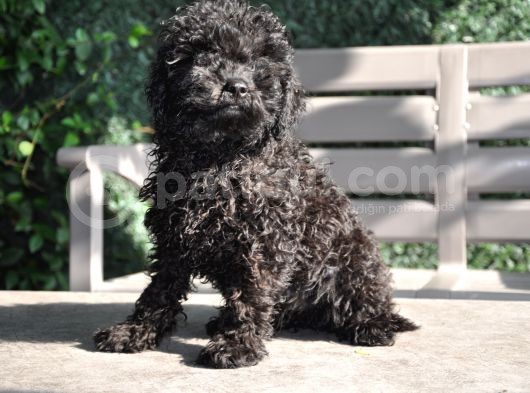 Siyah Toy Poodle görsel