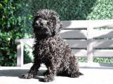 Siyah Toy Poodle