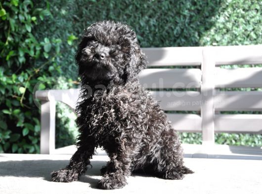 Siyah Toy Poodle görsel
