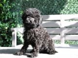 Siyah Toy Poodle
