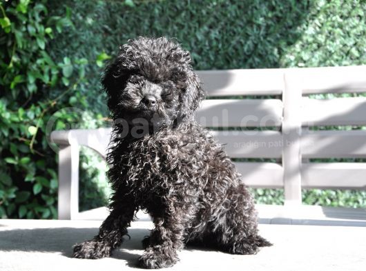 Siyah Toy Poodle görsel