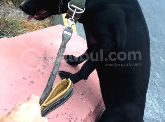 Amerikan Staff Ve Pitbul Mixi görsel