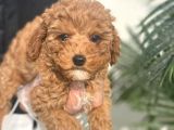 Toy Poodle Bebeklerimiz