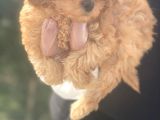 Pasaportlu Poodle Bebeklerimiz