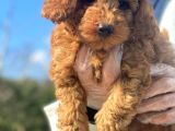 Pasaportlu Poodle Bebeklerimiz