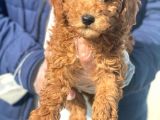 Süper Kalite Poodle Yavrularımız