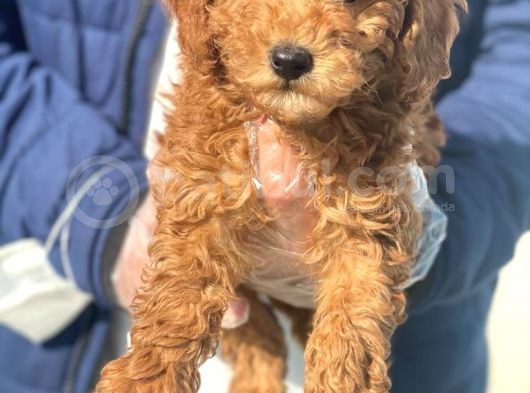 Süper Kalite Poodle Yavrularımız görsel