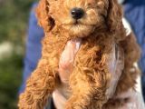 Süper Kalite Poodle Yavrularımız