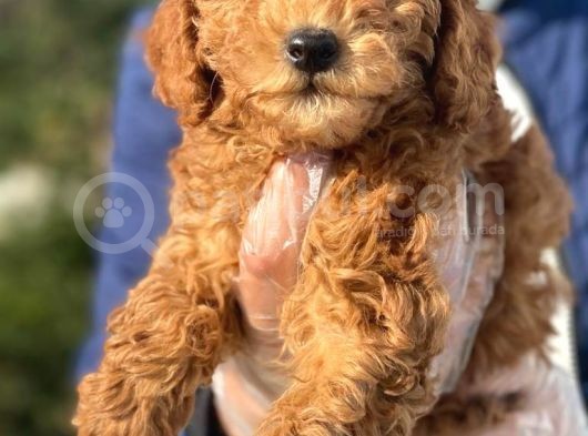 Süper Kalite Poodle Yavrularımız